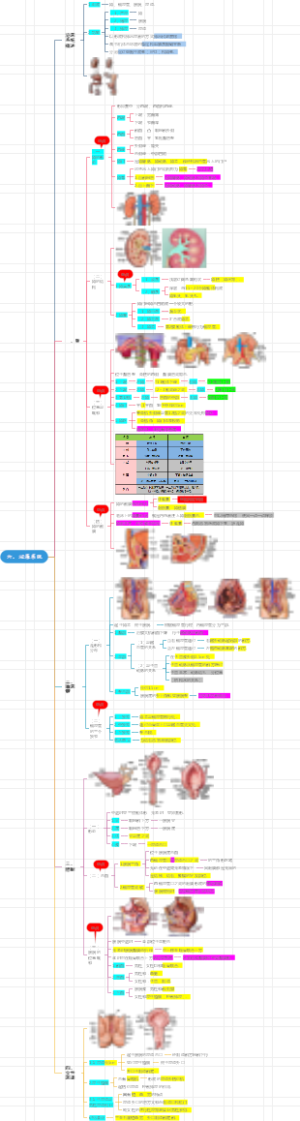 庄严解剖学---6.泌尿系统