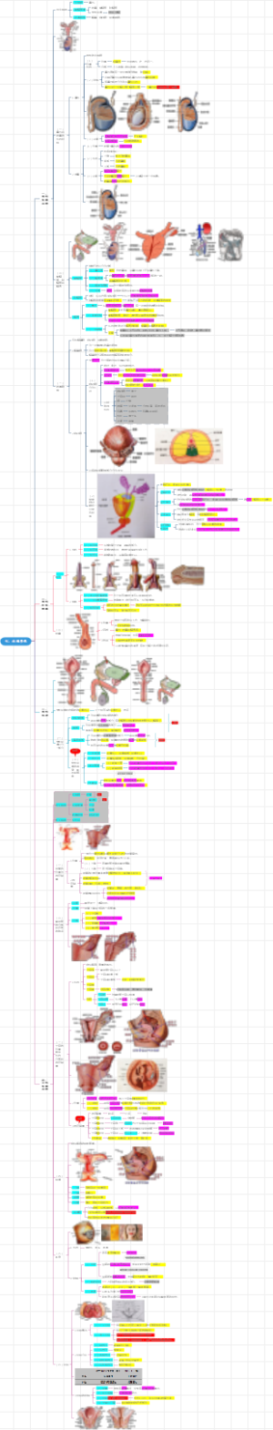 庄严解剖学---7.生殖系统