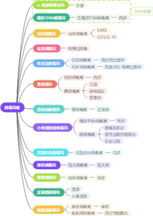 病毒科属