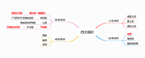 动物四大组织