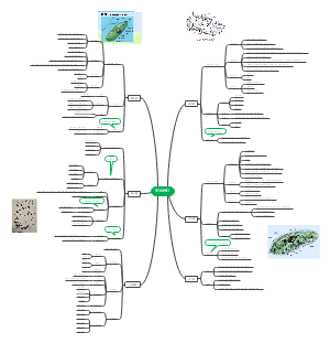思维导图社区-搜索思维导图-大学动物学原生动物门