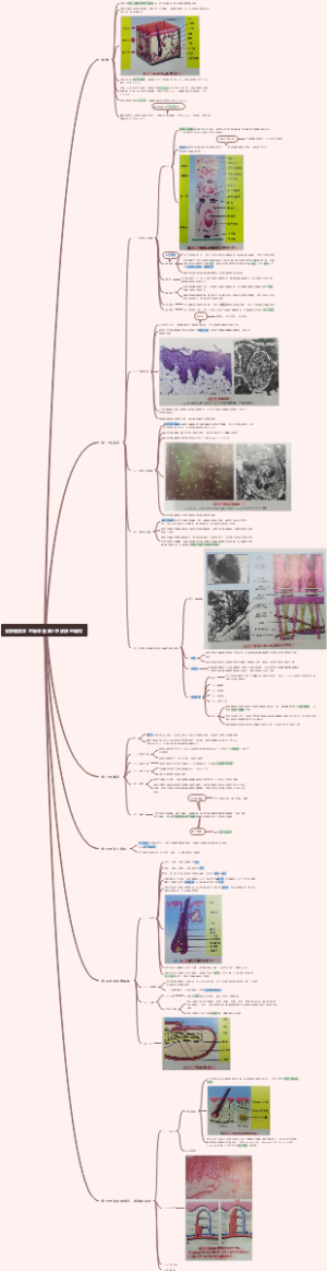 皮肤性病学 思维导图 第2章 皮肤的结构