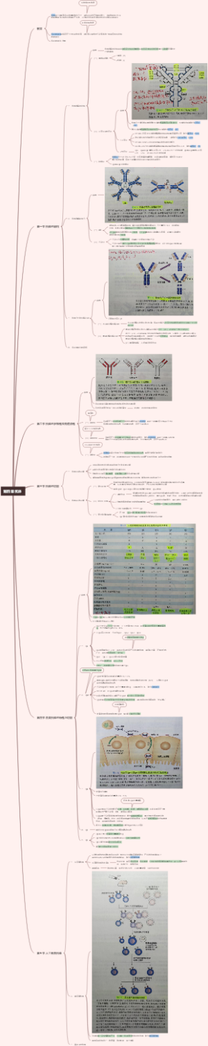 医学免疫学 思维导图 第4章 抗体