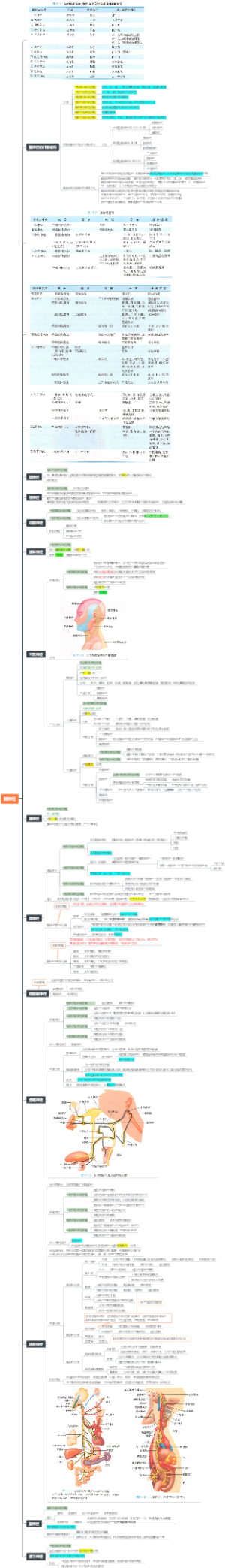 系统解剖学 神经系统 脑神经