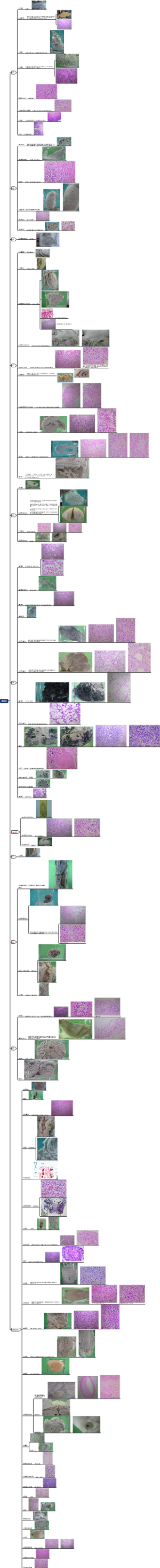 病理大体以及切片考试复习资料