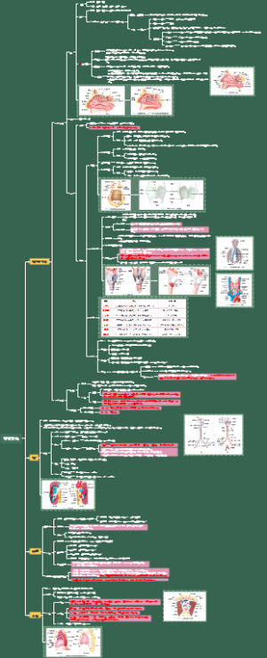 系统解剖 呼吸系统