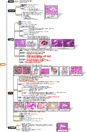 15.组胚 消化腺