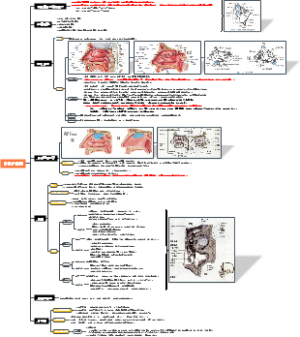 鼻科学基础