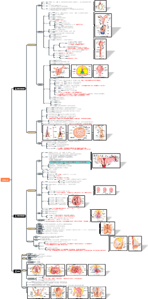 5.系统解剖生殖系统