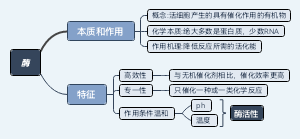 生物酶思维导图