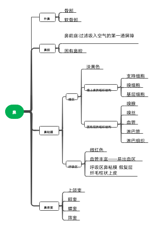 鼻 思维导图