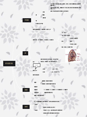 呼吸系统