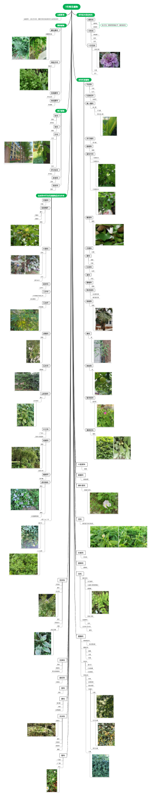 7月常见植物科、种分类