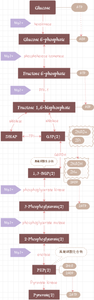 糖代谢知识点总结