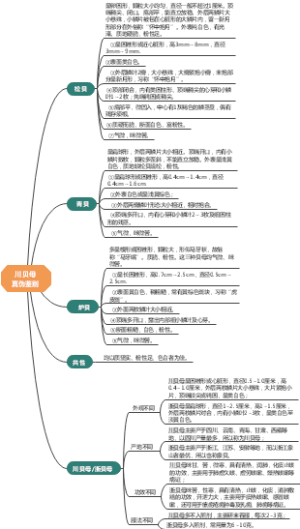 川贝母真伪鉴别