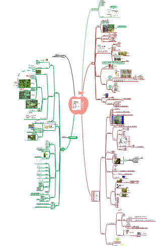 植物营养思维导图图片