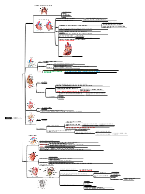 系统解剖学 脉管系统