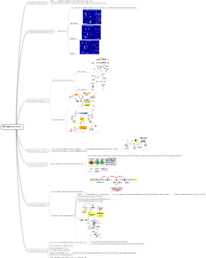 2细胞分裂素 Cytokinins