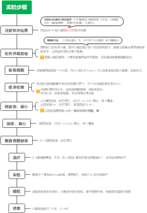 小鼠染色体制备