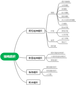 结缔组织