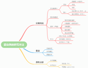 蛋白质的研究方法
