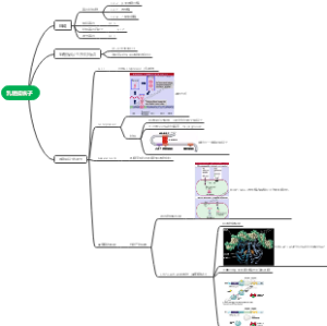 分子生物学—乳糖操纵子