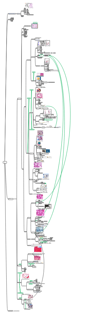 组织学与胚胎学 结缔组织connective tissue