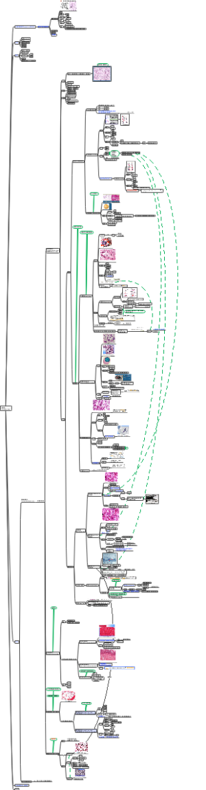 组织学与胚胎学 结缔组织connective tissue