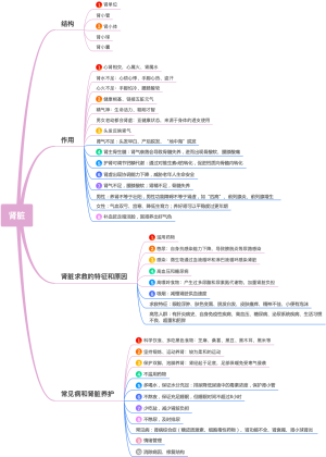 肾脏
