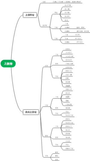 上肢骨及连结