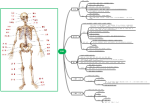 人体解剖学骨思维导图