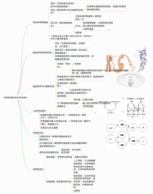 初中生物——生物的遗传和变异1