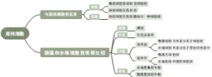原核细胞