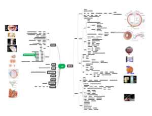 视器系统解剖学