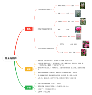 郁金香养护
