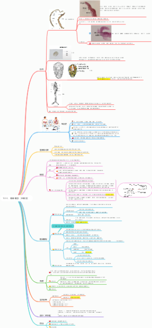 13-3、血吸虫