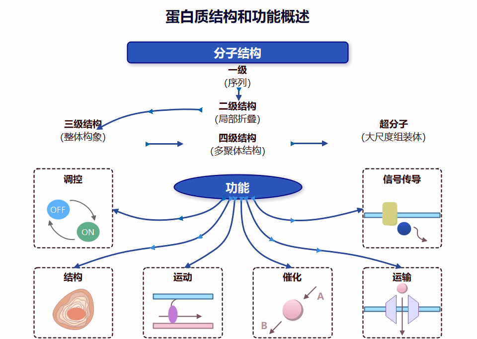 蛋白质结构和功能概述关系图