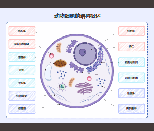 动物细胞结构详解图