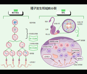 男性生殖细胞发育机制模板和减数分裂流程图