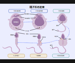 jing子形态发育阶段详解图