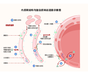 内质网结构与蛋白质转运通路示意图