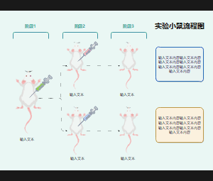 实验小鼠研究操作流程图