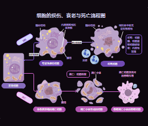 细胞损伤衰老与死亡机制流程图：细胞病理学与凋亡坏死解析模板