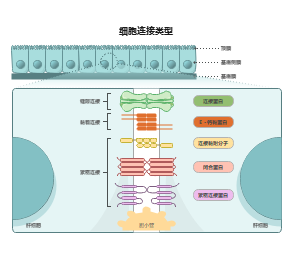 细胞连接类型详解图：上皮细胞连接结构与功能模板