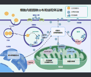 细胞内胆固醇分布与线粒体运输机制