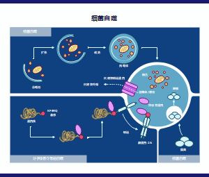 细菌自噬机制流程图