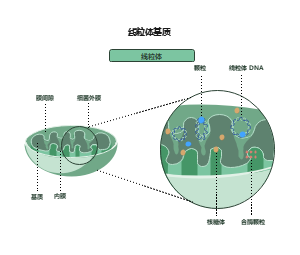 线粒体基质超微结构解析