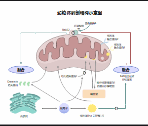 线粒体解剖结构示意图