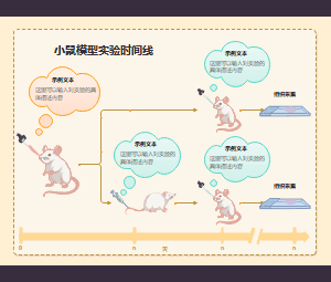 小鼠模型实验时间线设计模板