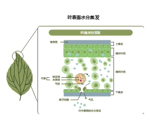 叶片水分蒸发与气孔调控机制图解